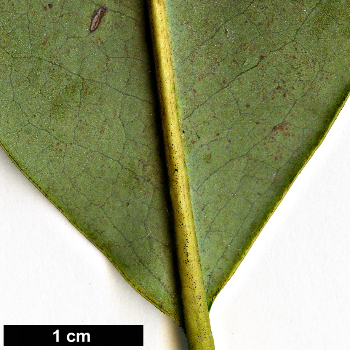 High resolution image: Family: Magnoliaceae - Genus: Magnolia - Taxon: cavaleriei - SpeciesSub: var. platypetala High resolution image: Family: Magnoliaceae - Genus: Magnolia - Taxon: cavaleriei - SpeciesSub: var. platypetala